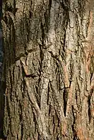 Robinia pseudacacia bark