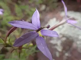 flower detail