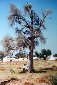 Tecomella undulata tree in Harsawa village