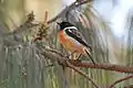 Madagascar stonechat found at Lake Tritriva