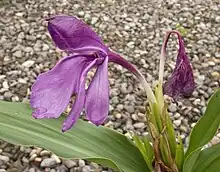 Roscoea tumjensis Cowley