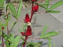 Wave Hill, 2014, showing leaf, flower, bud and dark red calyces