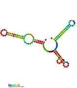 RsaA:  Secondary structure of RsaA. Rfam family RF01816