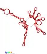 RsaC:  Secondary structure of RsaC. Rfam family RF01818