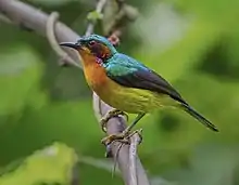 sunbird with orange breast, yellow belly, black wings, and metallic green back