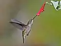 Female ruby-throated hummingbird nectaring on coral honeysuckle (Lonicera sempervirens), North Carolina