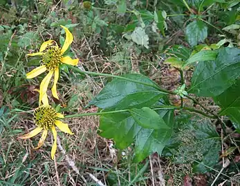 Variety humilis has shallowly lobed leaves and large flowers (Clingman's Dome, North Carolina)