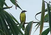 Rusty-margined flycatcher