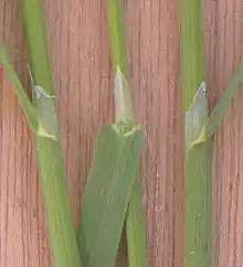 Pointed ligules 4–10 mm (0.2–0.4 in.) long