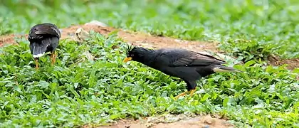 Great myna, Phu Quốc, Vietnam