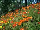 Iceland poppy (Papaver nudicaule) field