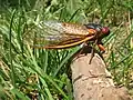 An adult Brood X Magicicada septendecim in Princeton, New Jersey (June 6, 2004)