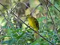 Yellow-browed bulbul