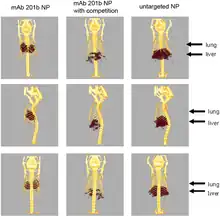 A three-by-three array of images showing a mouse skeleton with certain regions colored to show the presence of the radioactive nanoparticles