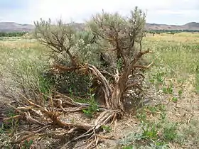 Big sagebrush