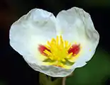 Close-up on a flower