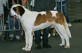 Shorthaired St. Bernard