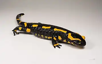 spotted salamander