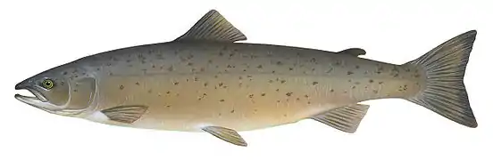 Atlantic salmon, Salmo salar