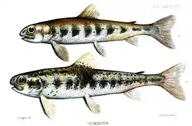 The juvenile salmon, parr, grow up in the relatively protected natal river