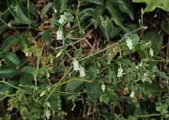 Plant in flower