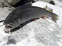 Arctic charSalvelinus alpinusfjeldørred