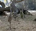 Sandhill cranes in the campground.