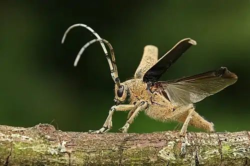 Image 19Longhorn beetleCredit: KarlRLonghorn beetles (Saperda carcharias pictured) are a cosmopolitan family of beetles, Cerambycidae, characterised by extremely long antennae. It is a large family, with over 20,000 described species; several are serious pests, with the larvae boring into wood.More selected pictures