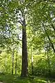 The Šaravai Oak Tree