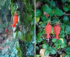 Sarmienta scandens