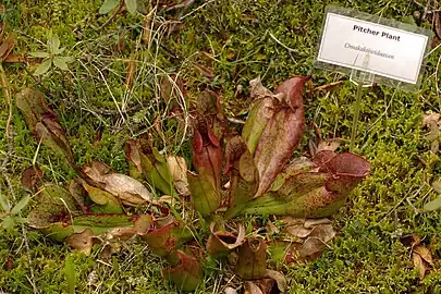 Carnivorous plant found in Minnesota at Lake Bemidji State Park