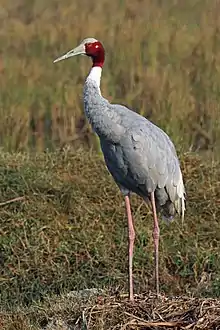 Grey crane with red face and white neck