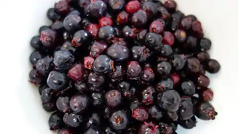 Saskatoons picked near Wainwright, Alberta