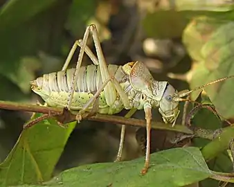 Ephippiger ephippiger(Bradyporinae)