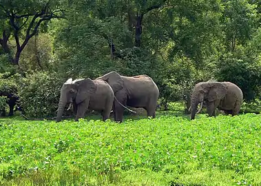 Tropical savanna climate and safaris of the Northern Region