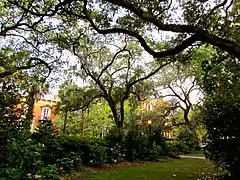 Spanish moss in the square