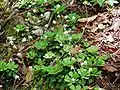 Lesser London pride (Saxifraga cuneifolia)