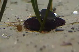 Scaphechinus mirabilis (Suma Aqualife Park, Kobe, Japan)