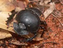 Scarabaeus viettei (syn. Madateuchus viettei, Scarabaeidae) in dry spiny forest close to Mangily, western Madagascar