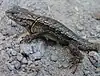 Mesquite lizard (Sceloporus grammicus)