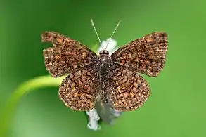 C. schausiSchaus' calephelis, female