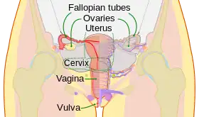 diagram of internal anatomy