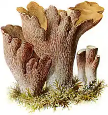 Gomphus clavatus, Albin Schmalfuß, 1897