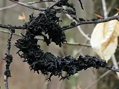 Scorias spongiosa in Strouds Run State Park, Athens, Ohio, USA