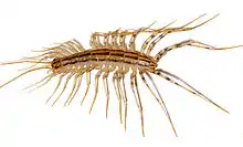 Image 11The house centipede Scutigera coleoptrata has rigid sclerites on each body segment. Supple chitin holds the sclerites together and connects the segments flexibly. Similar chitin connects the joints in the legs. Sclerotised tubular leg segments house the leg muscles, their nerves and attachments, leaving room for the passage of blood to and from the hemocoel (from Arthropod exoskeleton)