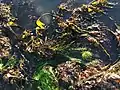 Feather Boa growing in tidepool