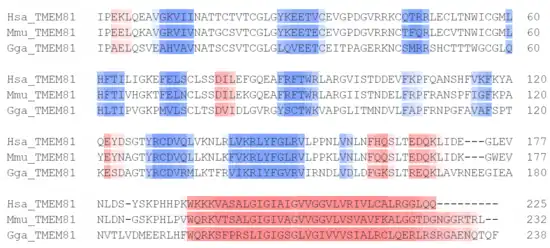 Secondary structure of TMEM81 (predicted by Ali2D)