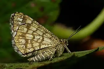 Underside, at night