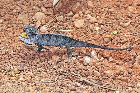 Chamaeleo senegalensis in the Bobiri Forest, Ghana