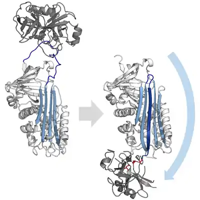 Conformational change diagram